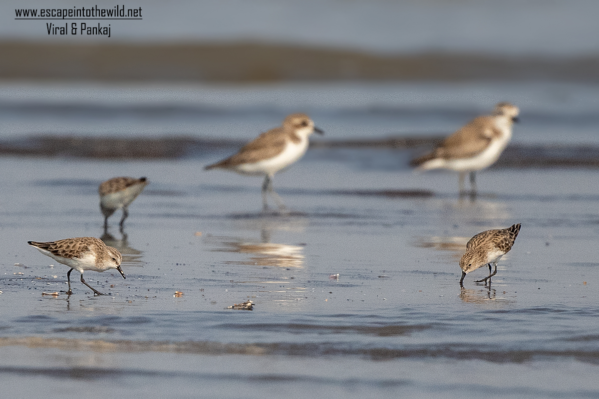 Little Stint